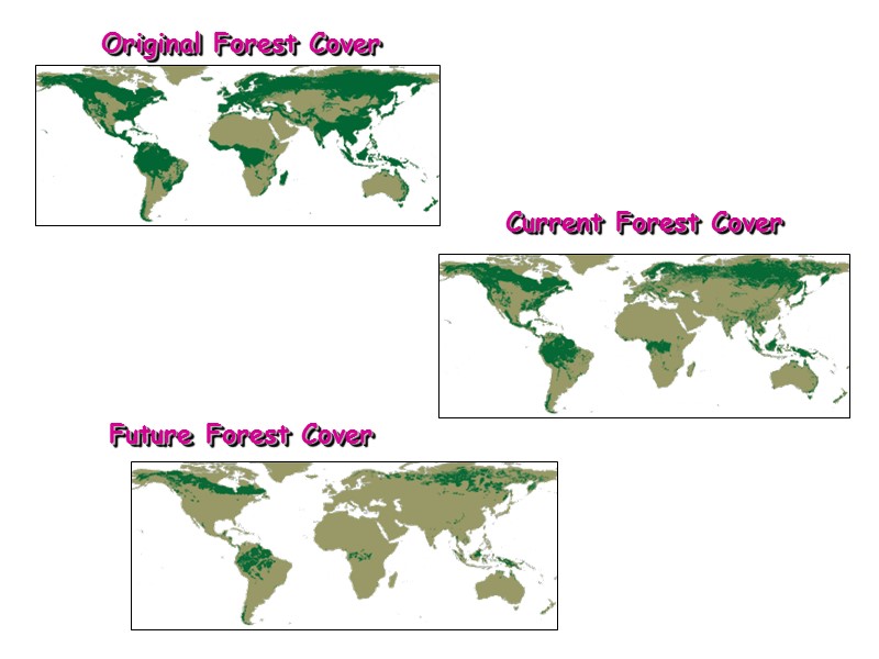Original Forest Cover Future Forest Cover Current Forest Cover